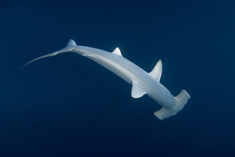 巴厘岛潜水锤头鲨