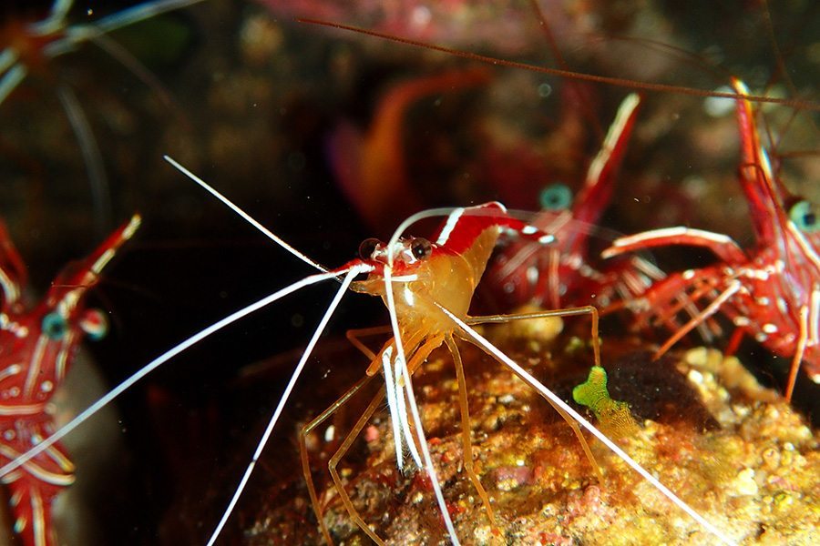 巴厘岛潜水清洁虾